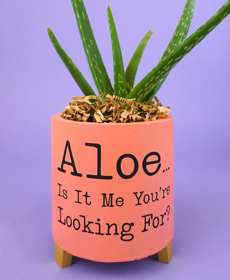 Aloe Is It Me You're Looking For? SVG